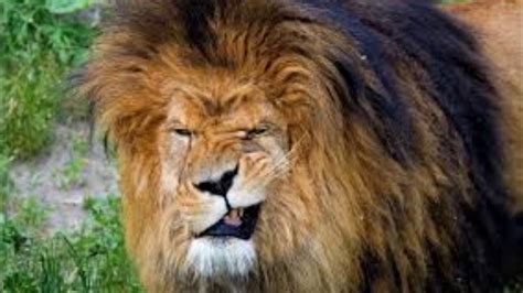 Почему у льва большая грива?
 2024.04.20 18:41 онлайн смотреть в хорошем hd720p качестве.
